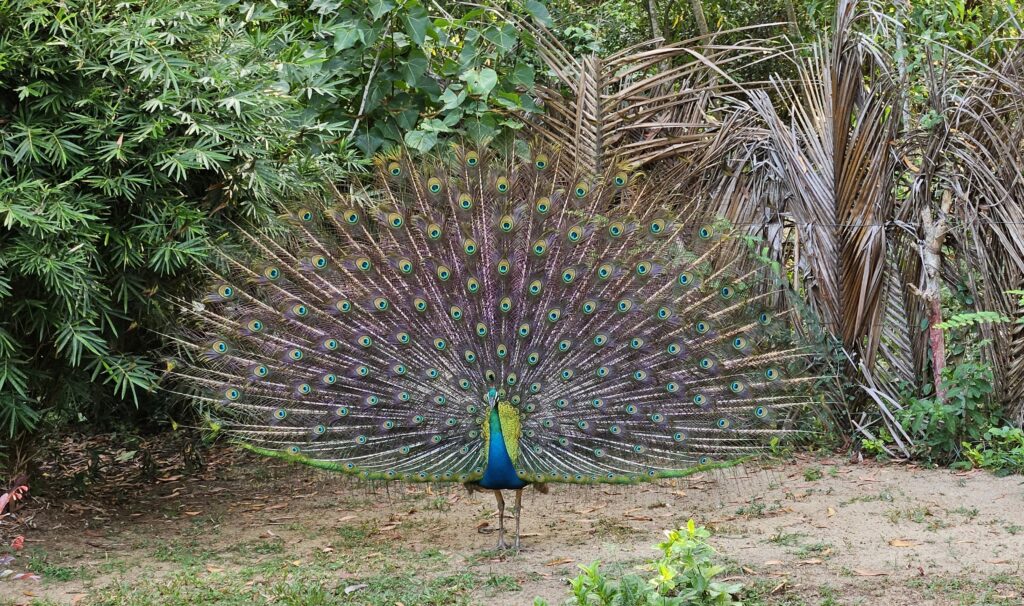 blauer Pfau