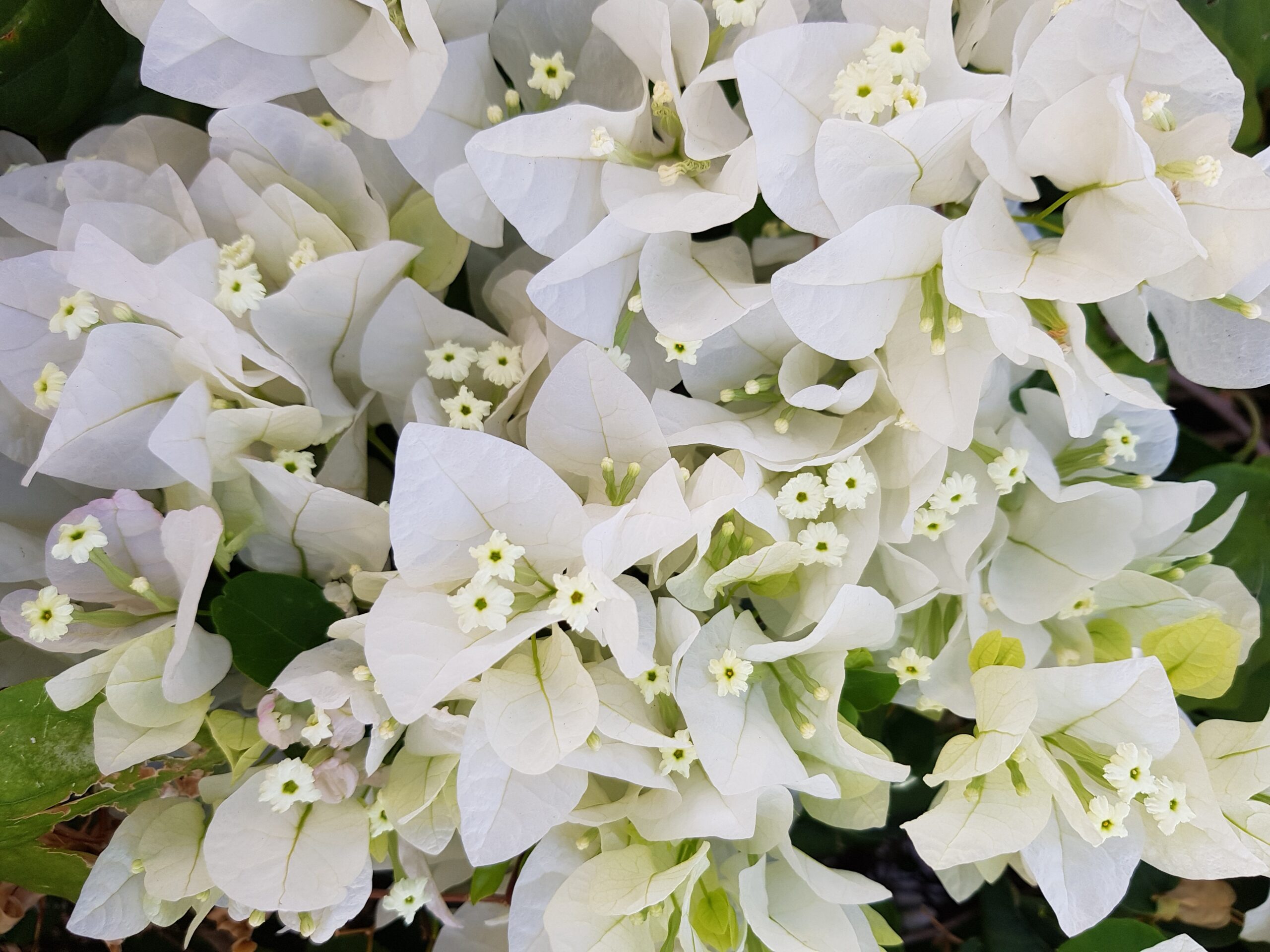 White bougainvillea in full bloom in a tropical garden in the Philippines