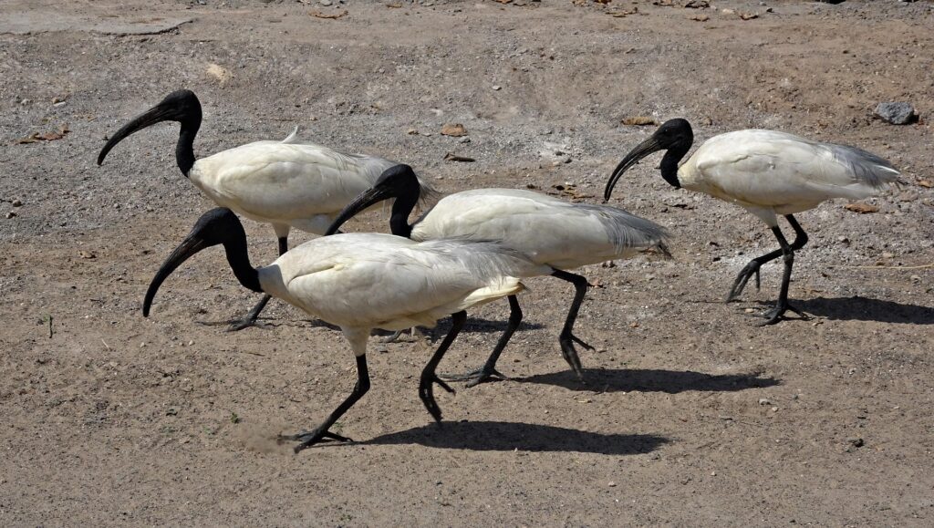 Sri Lanka Schwarzkopf-Ibisse / Black-headed ibis, Sri Lanka (Threskiornis melanocephalus)