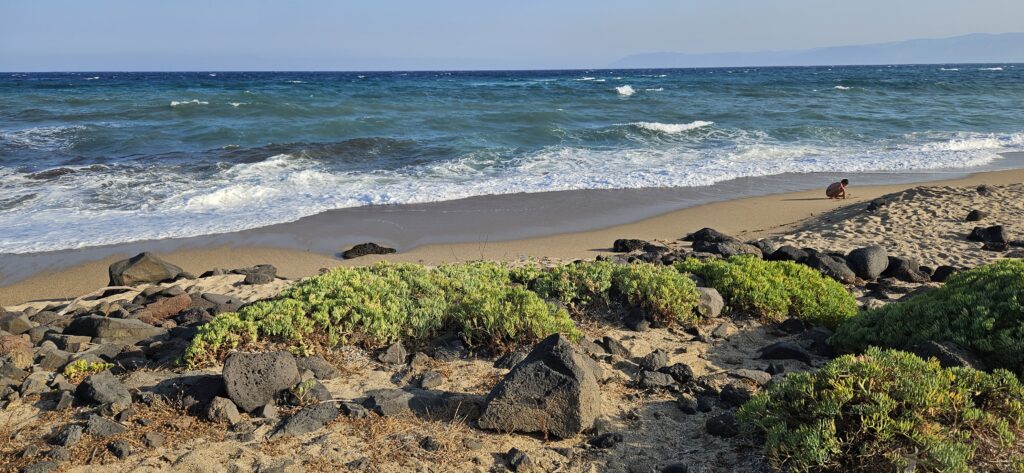 Spiaggia di Santa Maria, Orosei, Sardinien, Strand mit Meerfenchel zwischen Felsbrocken / Spiaggia di Santa Maria Beach, Orosei, Sardinia, sea fennel between rocks