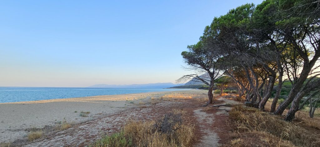 Spiaggia Osalla, Orosei, Sardinien – feiner Sandstrand, türkisblaues Meer, Pinien / Spiaggia Osalla Beach, Orosei, Sardinia – fine sandy beach, turquoise sea, pine forest
