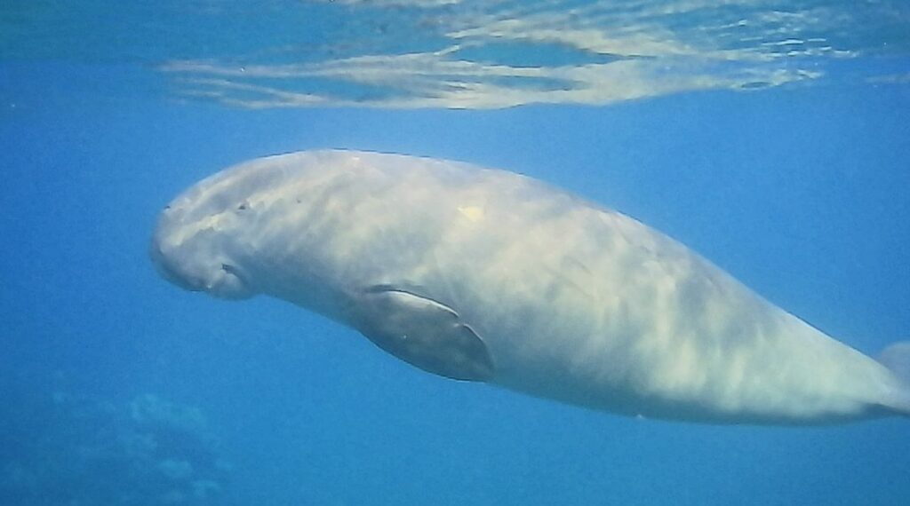 Ägypten Dugong, schwimmend im Roten Meer / Dugong in Egypt, swimming in the Red Sea (Dugong dugon)