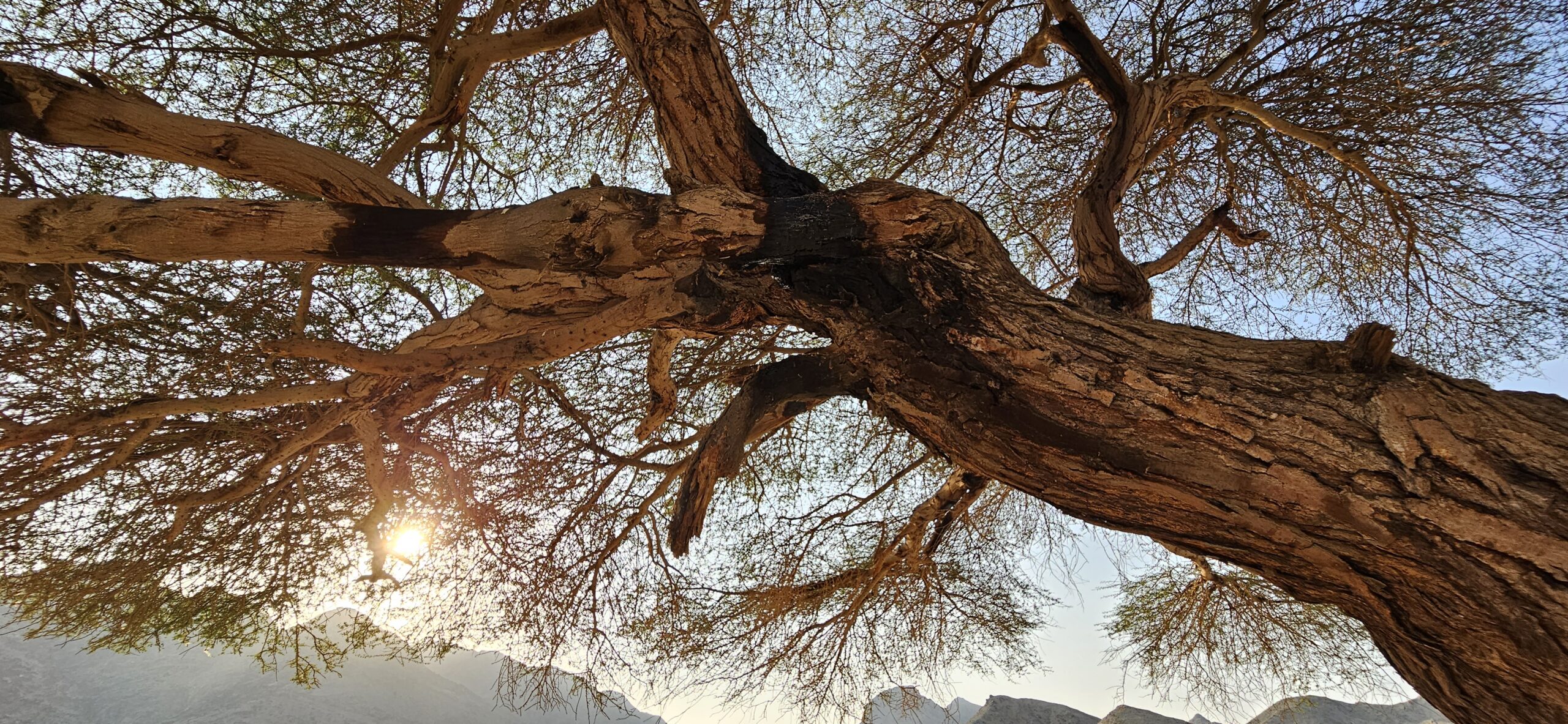 Ägypten, Marsa Alam, Wadi el Gemal, Blick in die Baumkrone einer Acacia tortilis raddiana im Nationalpark