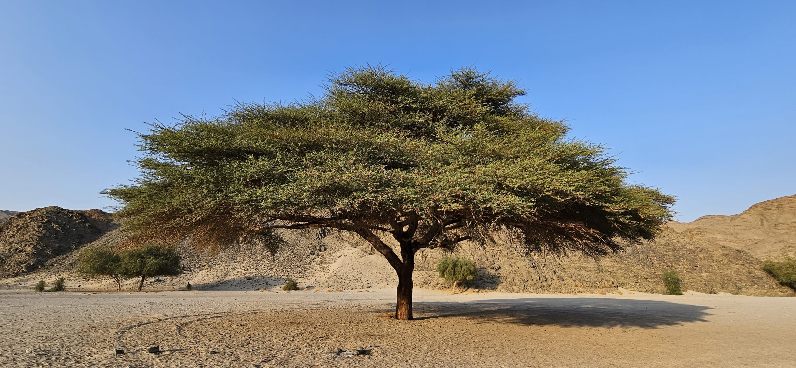Akazie (Acacia tortilis subsp. raddiana) im Wadi el Gemal in der ägyptischen Wüste, mit schirmförmiger Krone in karger, steiniger Landschaft