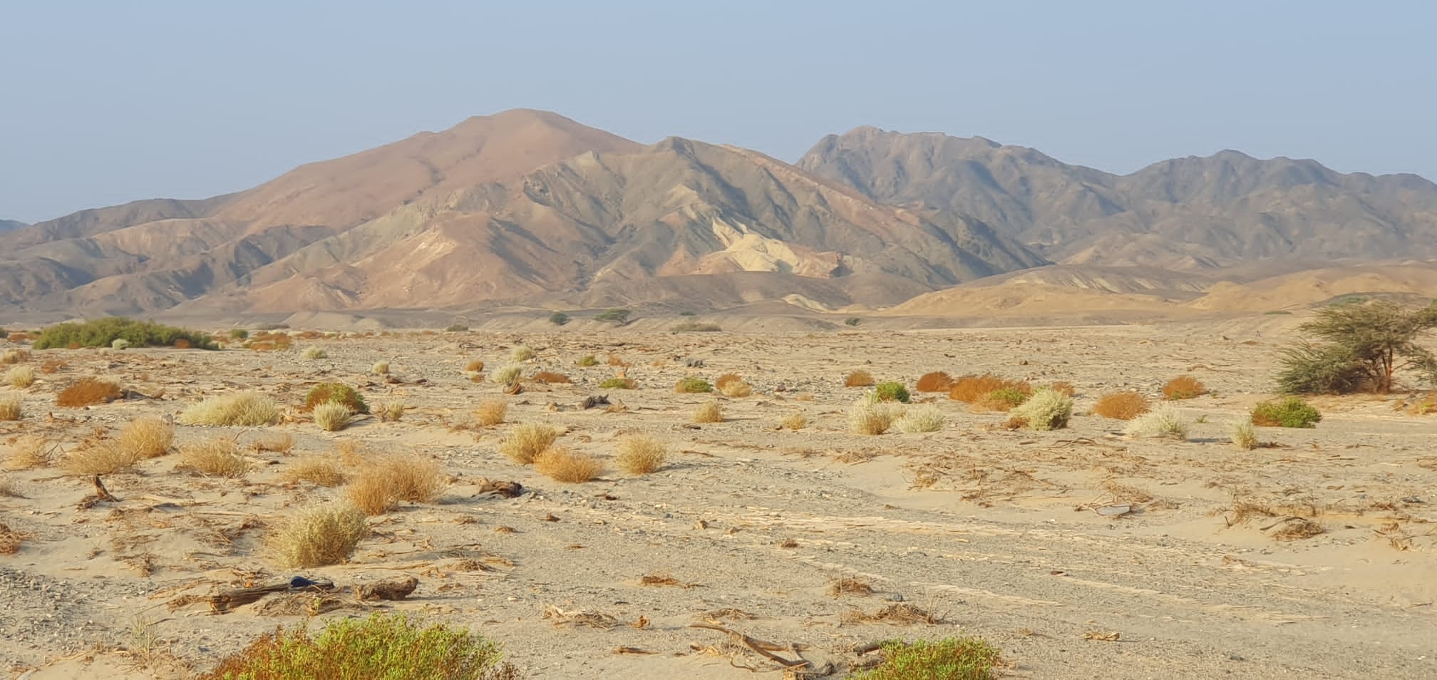 Wüstenlandschaft im Wadi el Gemal Nationalpark in Ägypten mit kargen Ebenen, Sträuchern und Bergkette im Hintergrund