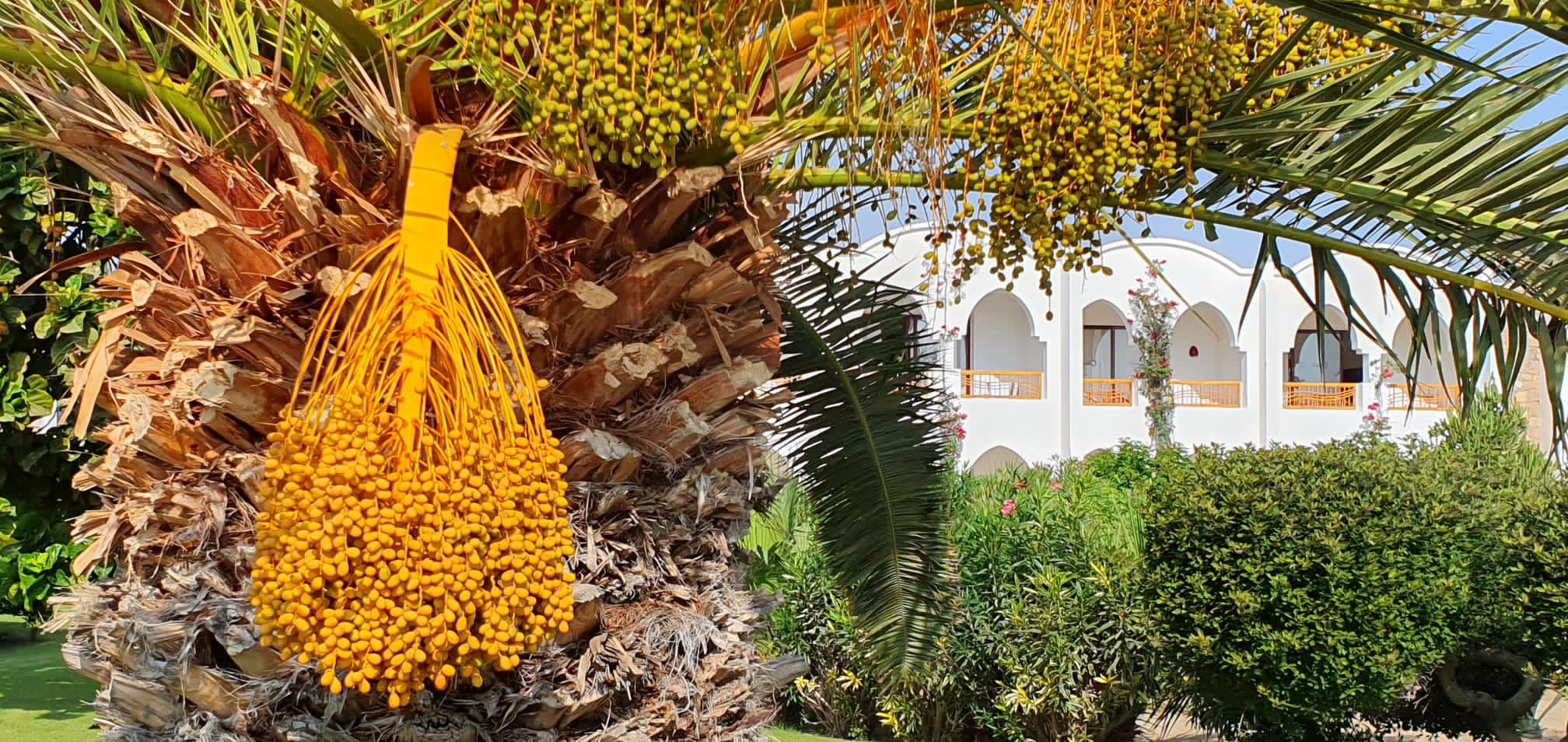 Früchte der Dattelpalme (Phoenix dactylifera) vor einem weißen Gebäude im ägyptischen Stil, Nahaufnahme mit hängenden Dattelrispen