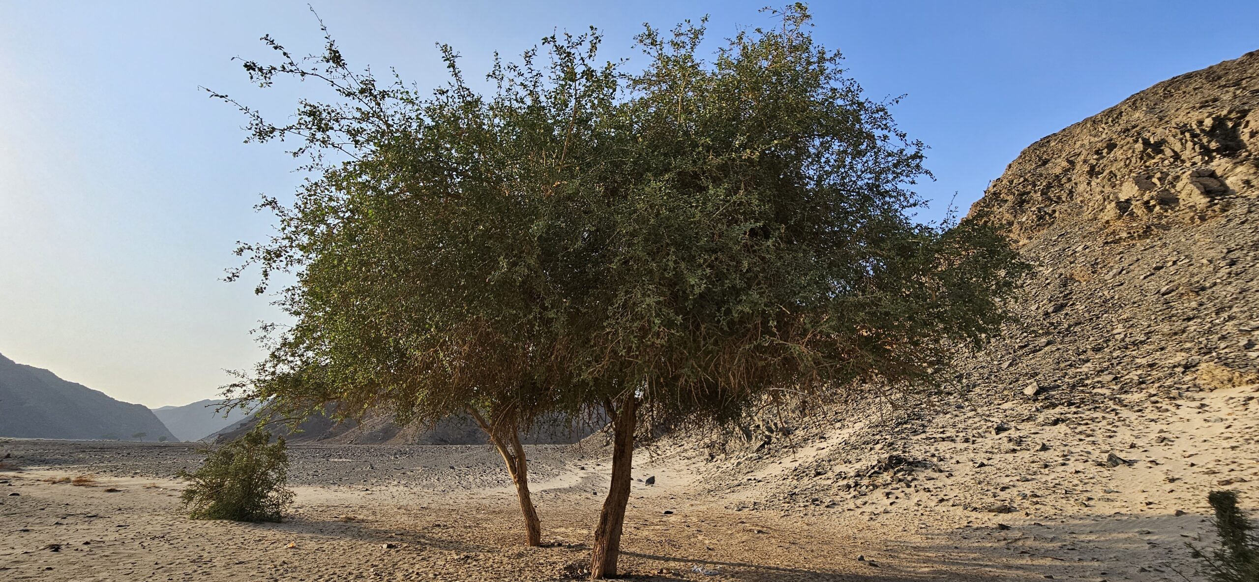 Wüstendattel (Balanites aegyptiaca) im Wadi el Gemal in der ägyptischen Wüste, einzelner Baum in trockener, steiniger Landschaft