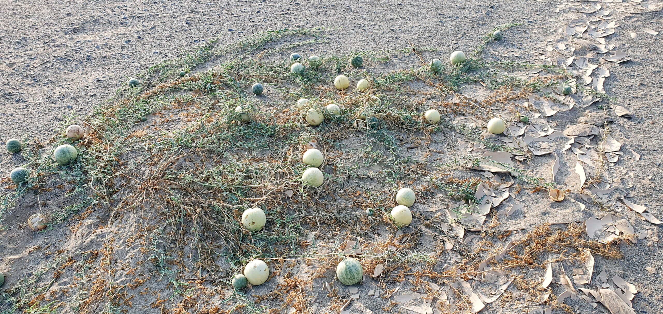 Wüstenmelone (Citrullus colocynthis) im Wadi el Gemal, Früchte auf trockenem Boden mit sich abblätterndem, rissigem Ton