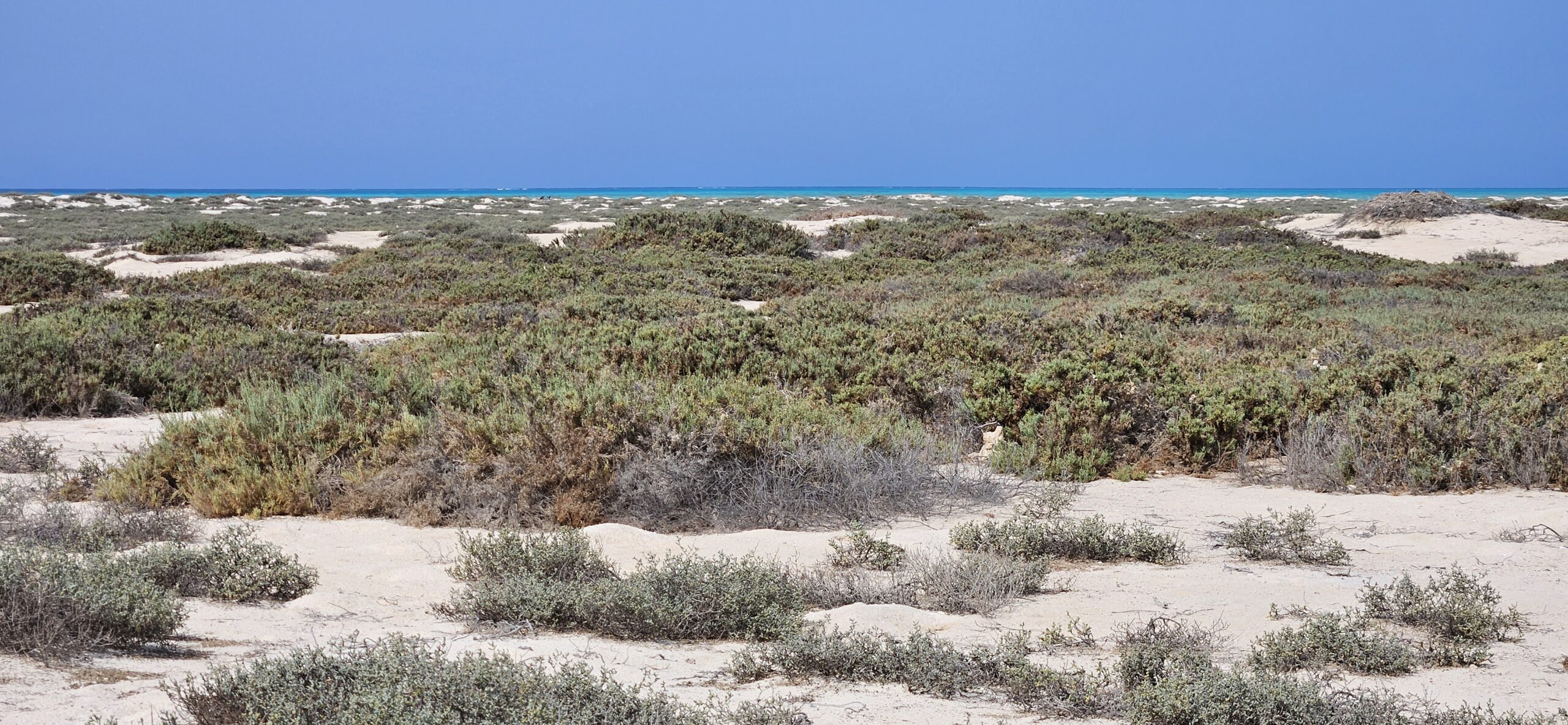 Ägypten, Marsa Alam, Rotes Meer, Küstenvegetation mit Salzpflanzen und sandiger Dünenlandschaft
