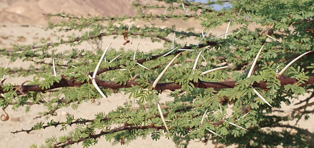 Zweige der Akazie (Acacia tortilis subsp. raddiana) im Wadi el Gemal in Ägypten mit langen Dornen und feinen grünen Blättern