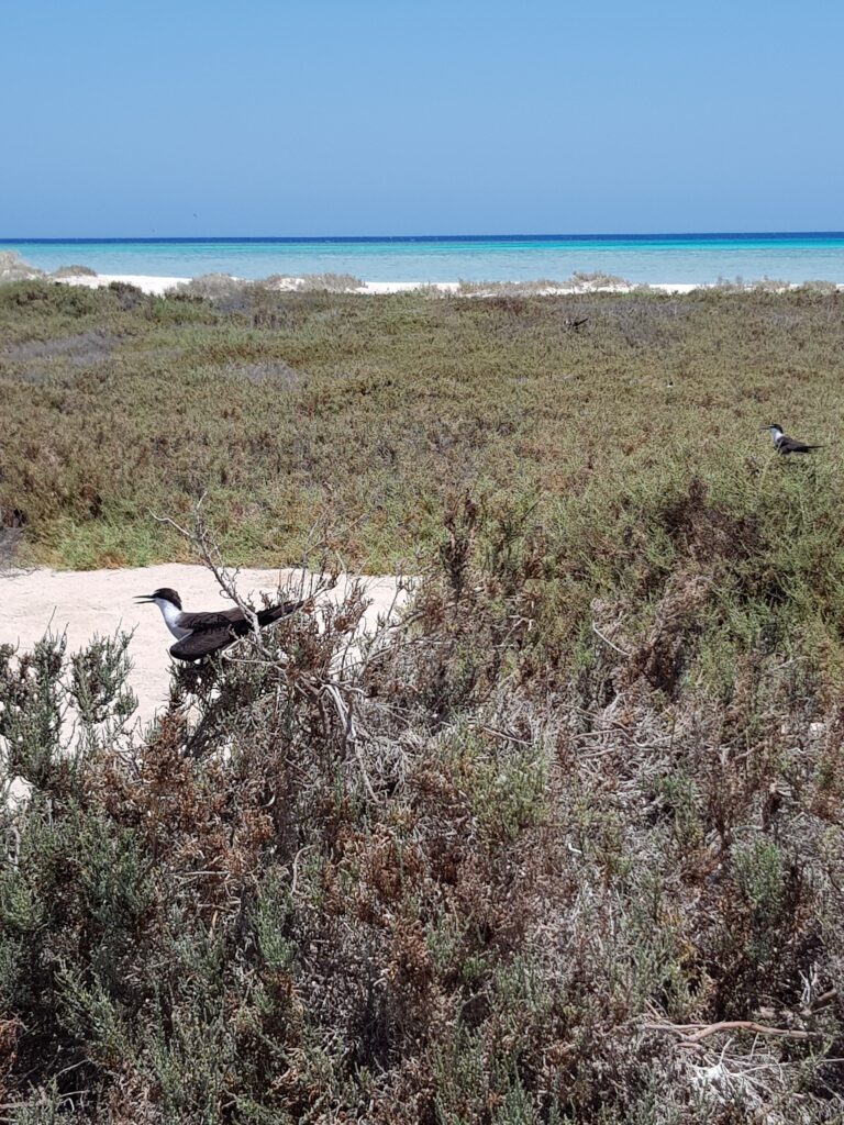 Seeschwalben zwischen Salzpflanzen auf einer geschützten Insel im Wadi el Gemal in Ägypten