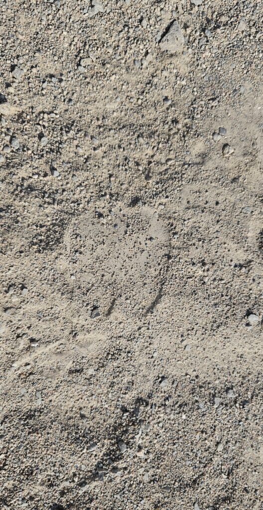 Dromedar Spuren im Sand im Wadi el Gemal in Ägypten in der östlichen Wüste