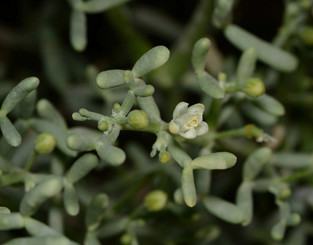 Zygophyllum coccineum im Wadi el Gemal in Ägypten mit kleiner weißer Blüte und fleischigen grünen Blättern