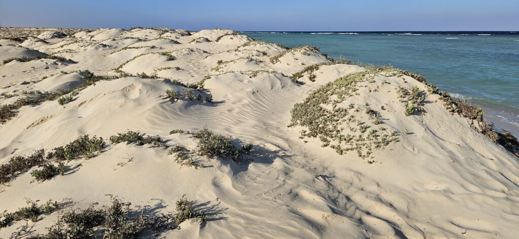 Ägypten, Marsa Alam, Wadi el Gemal, Sanddünen mit salztoleranten Pflanzen an der Küste des Roten Meeres im Schutzgebiet