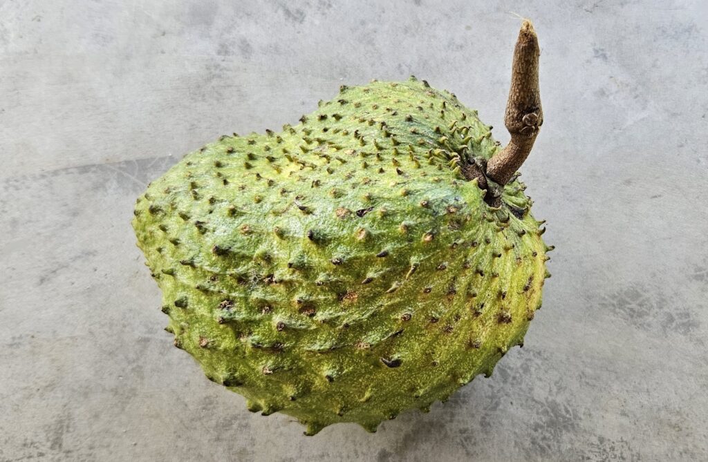 Spiny soursop fruit (Annona muricata) in Sri Lanka with green, prickly skin