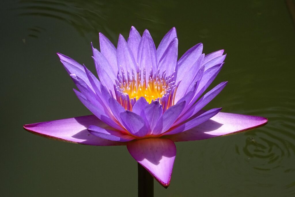 Blauer Wasserlotos (Nymphaea nouchali), auch Stern-Seerose, mit violett-blauen Blüten und gelbem Zentrum, Nationalblume Sri Lankas