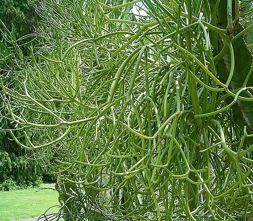 Navahandi pencil tree (Euphorbia tirucalli), branching green succulent stems in Sri Lanka