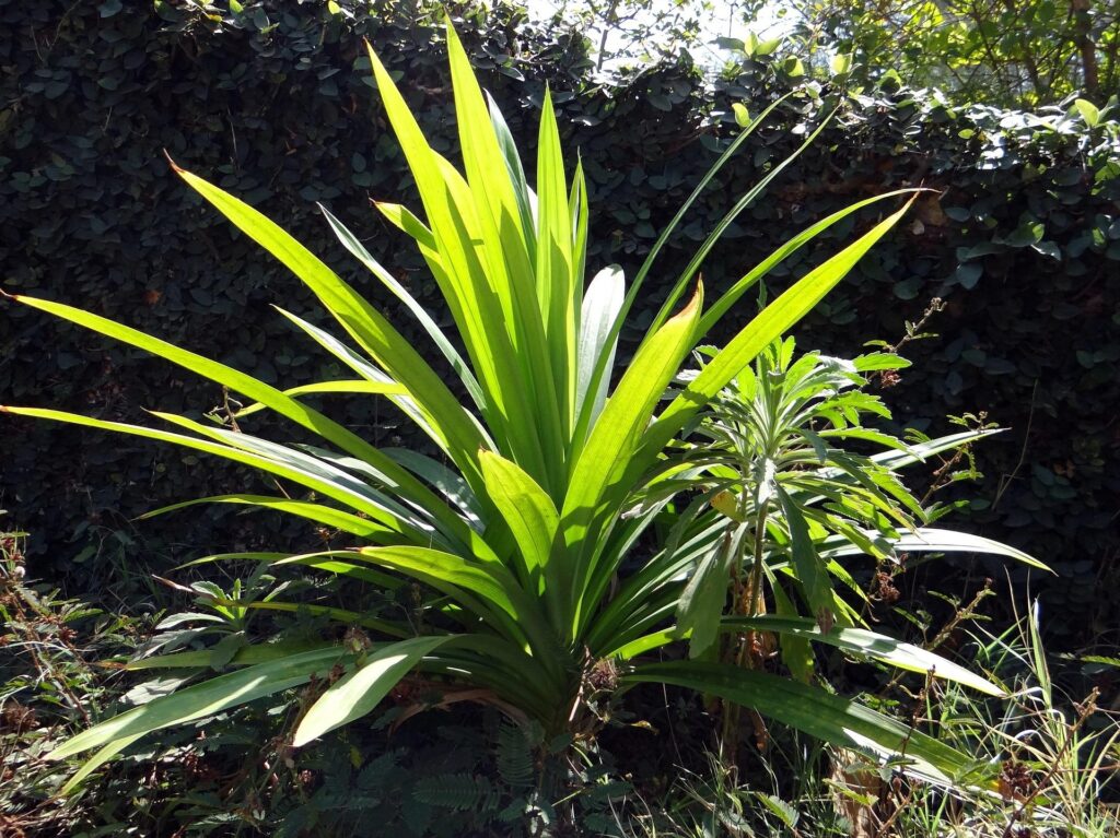 Pandan (Pandanus amaryllifolius) with long green leaves in Sri Lanka, aromatic culinary and medicinal plant