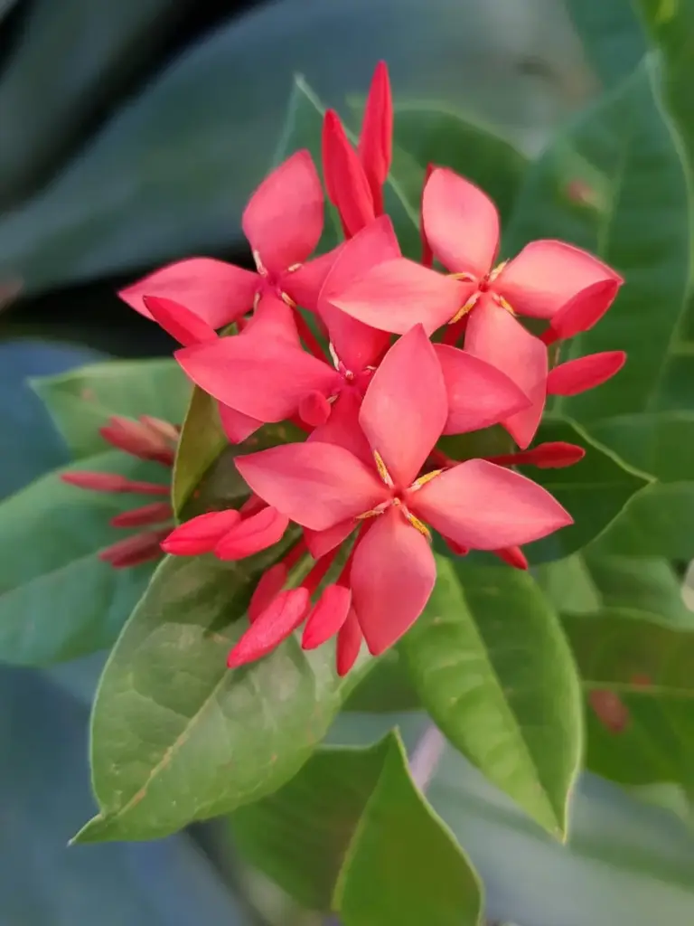Red-flowering Rathmal (Ixora coccinea), a tropical medicinal plant native to Sri Lanka