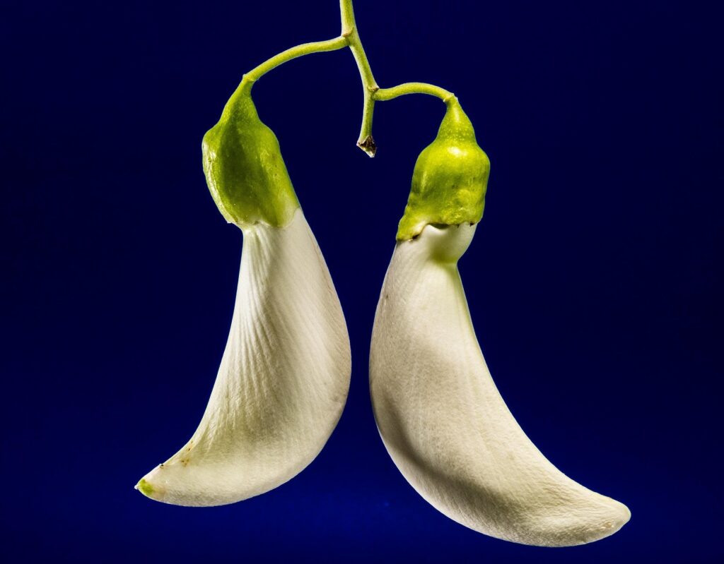 White edible flowers of Kathurumurunga (Sesbania grandiflora), a tropical plant in Sri Lanka