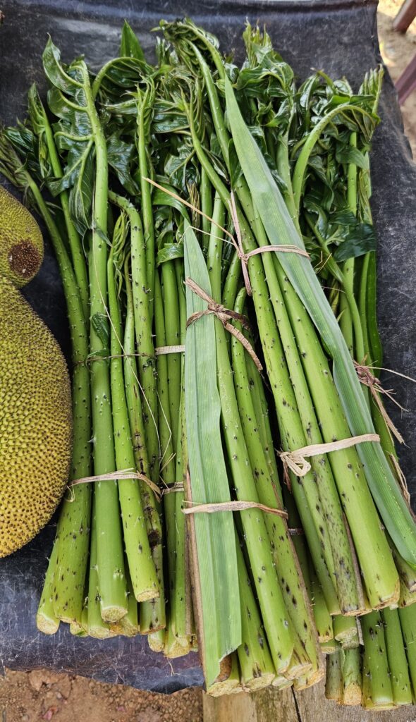 Fresh Sengmora (Lasia spinosa), leafy vegetable with bundled green stems at a Sri Lankan market