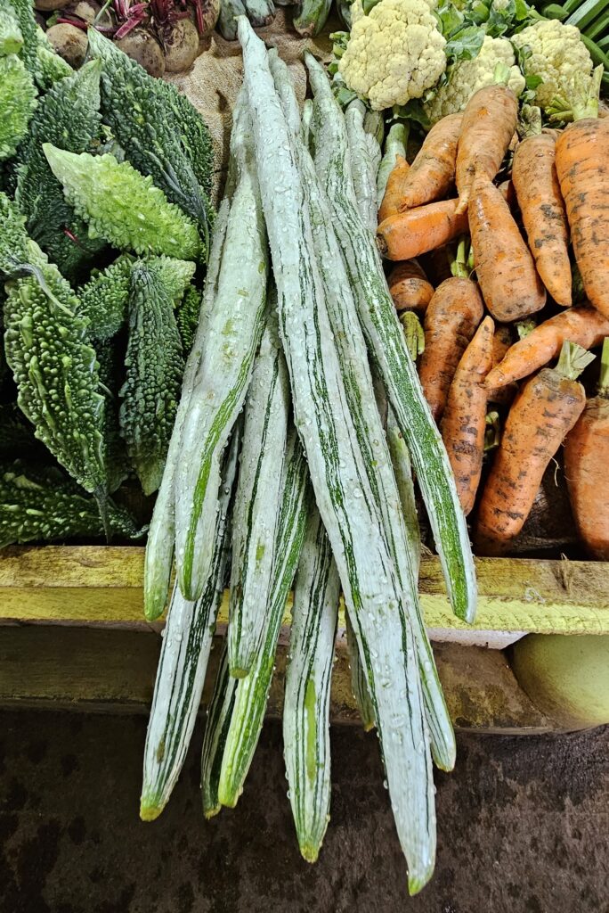 Fresh snake gourds (Trichosanthes cucumerina), long green-white vegetables at a Sri Lankan market