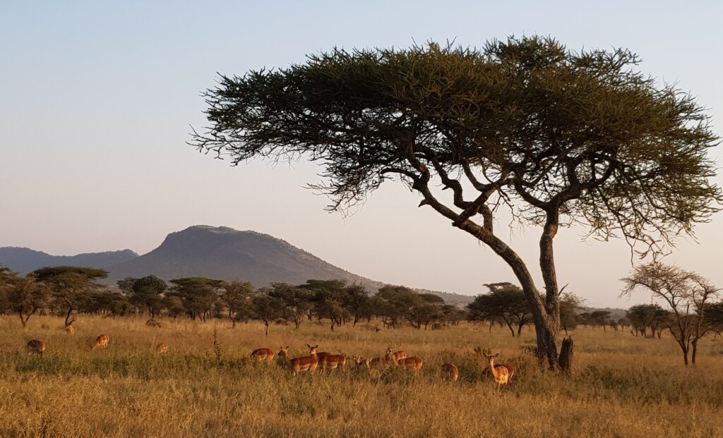 Antilopen unter Akazienbaum in afrikanischer Savannenlandschaft